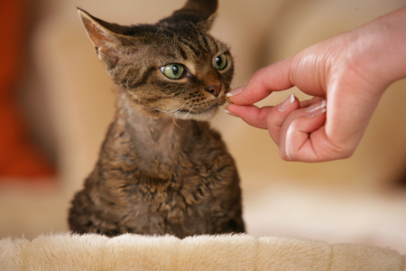 Hand feeding Rex cat with a treatの写真素材