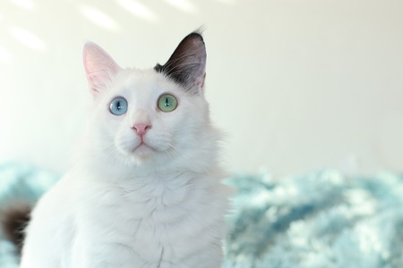 Portrait of an odd eyed white cat with copy spaceの写真素材