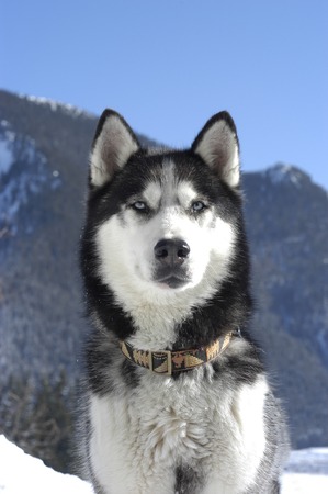 Face of a dark siberian husky in front of mountains