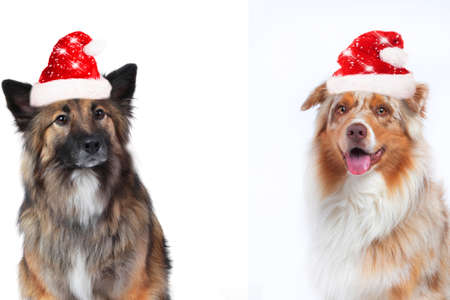 Two cute christmas dogs isolated on whiteの写真素材