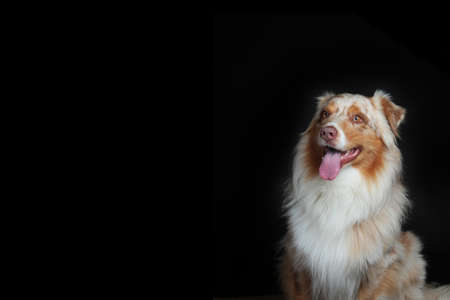Australian shepherd portrait in front of black backgroundの写真素材