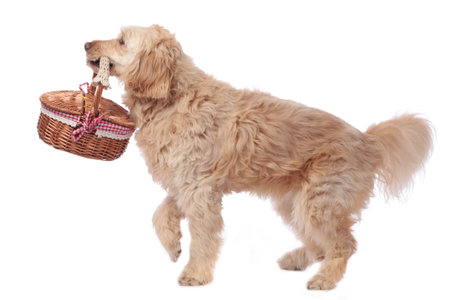 Cute blond golden medium doodle dog with basket isolatedの写真素材