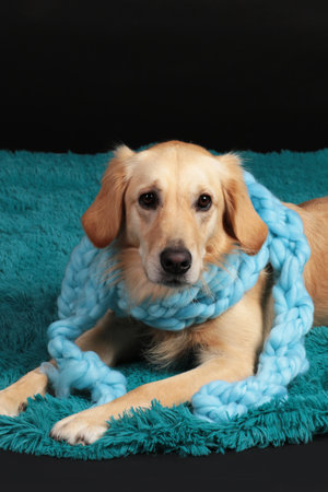 Golden retriever dog with a light blue scarf in front of black backgroundの写真素材