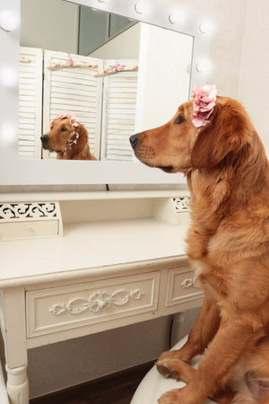 Golden retriever dog with headdress looking in to the mirrorの写真素材