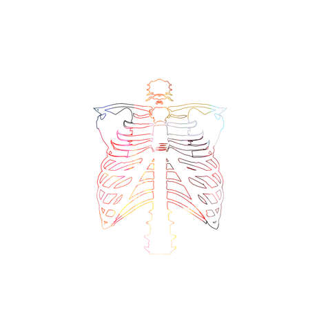 Colorful rib skeleton, rib cage bones, anatomical poster with human skeletal system.