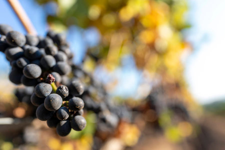ripe grapes on vine ready for harvest at a vineyard in late summer / early fallの写真素材