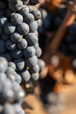 ripe grapes on vine ready for harvest at a vineyard in late summer / early fall