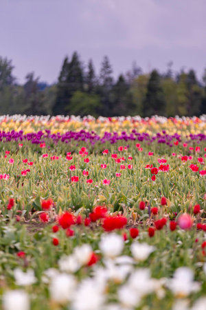 Tulips and flowers at fields and Festival in Springの写真素材