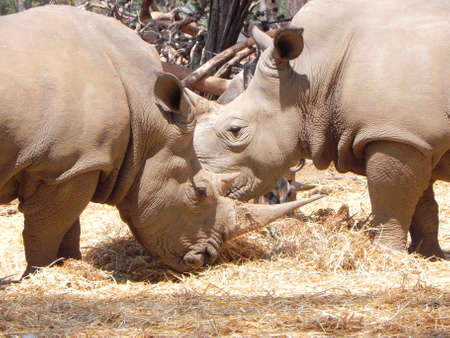 Rhinocerosの写真素材