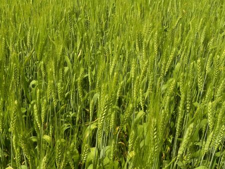 Wheat Crops agricultureの写真素材