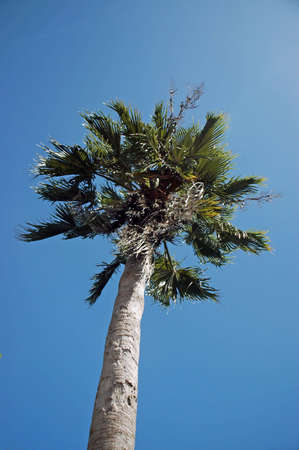 Closeup of Palm Tree