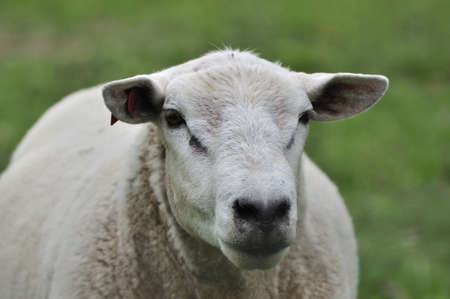 sheep breeding maleの写真素材