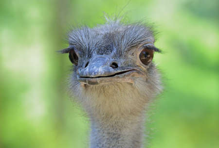 A beautiful ostrich posingの写真素材