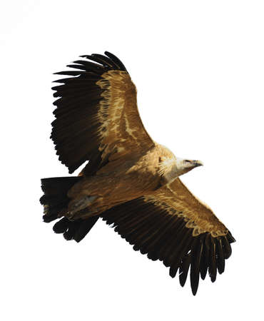 griffon vultureの写真素材