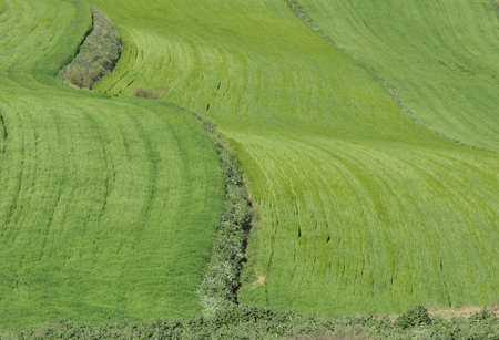a green field ready for planting agriculturalの写真素材