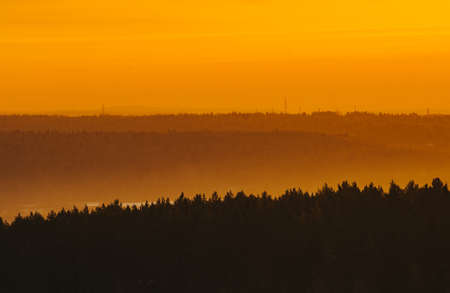forest at sunsetの写真素材