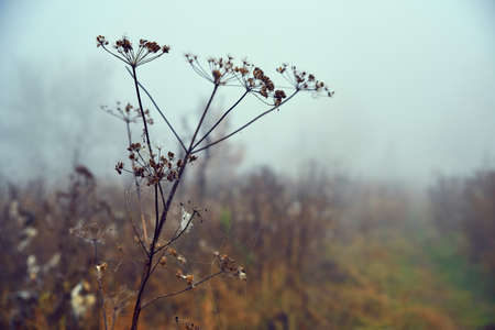 Dry field plant, Novemberの写真素材