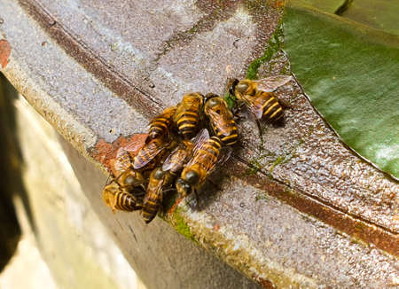 Group of bees, bee drinks water