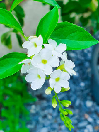 Duranta whiye color,Sky Flower white color, Golen dew drop white color, Pigeon berry white color