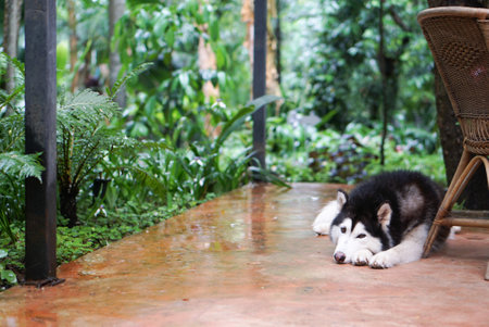vintage wood table indoor rear gardenの写真素材