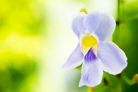 large group of white ducks.の写真素材