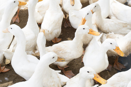large group of white ducks.の写真素材
