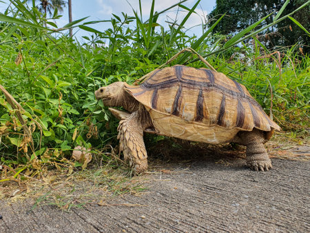 turtle eating foodの写真素材