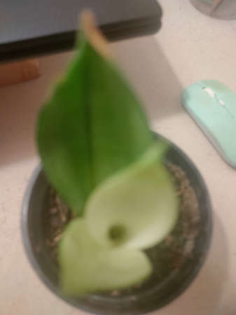 Snake plantの写真素材