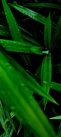 Green leaves with drops of water on a black background. Nature.