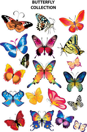 collection of colorful butterflies. Vectorのイラスト素材