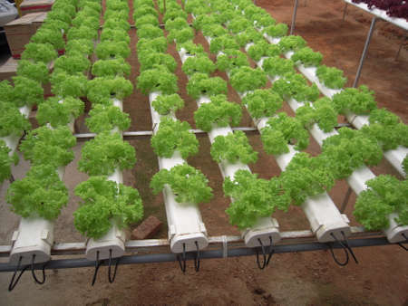 vegetables salad farm using only water without soil. Hydroponic lettuces in hydroponic pipe.の写真素材