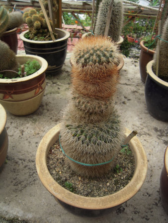 Cactus isolatedの写真素材