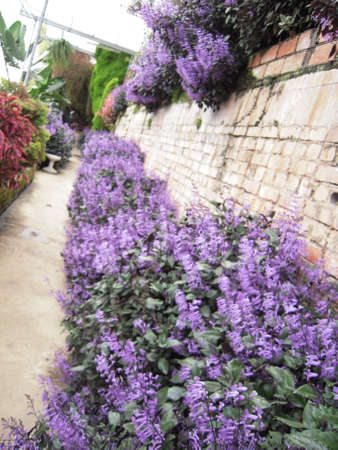 purple lavender flowersの写真素材