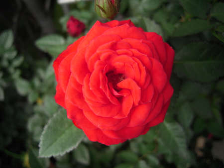 the flower of red rosesの写真素材