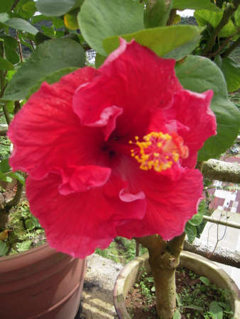 It was a Malaysian national flower call Bunga Raya. (shallow dept of field)の写真素材