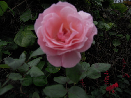 the flower of pink rosesの写真素材