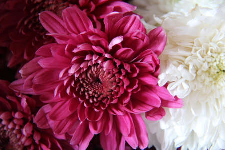 Dahlia lovely big flowers. Group dahlias. flowers dahlias with petals in various tones of pink color.の写真素材