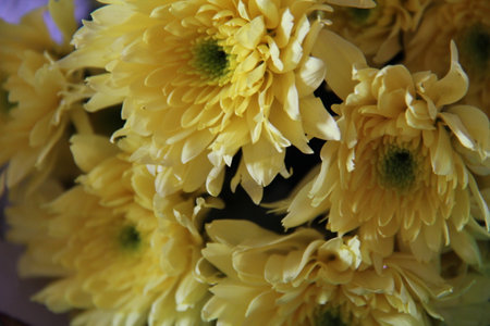 Dahlia lovely big flowers. Group dahlias. flowers dahlias with petals in various tones of yellow color.の写真素材