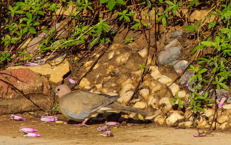 wild pigeonの写真素材