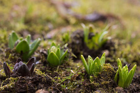 new born lifeの写真素材