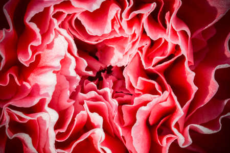 Center macro of a carnation flower.の写真素材