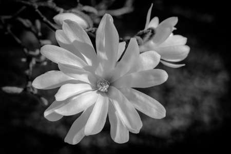 Beautiful magnolia in black and whiteの写真素材