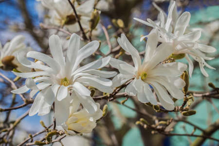 Three gorgeous magnolia blossoms in full bloom.の写真素材