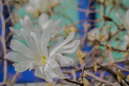 Beautiful Manolia flower in full bloom.の写真素材