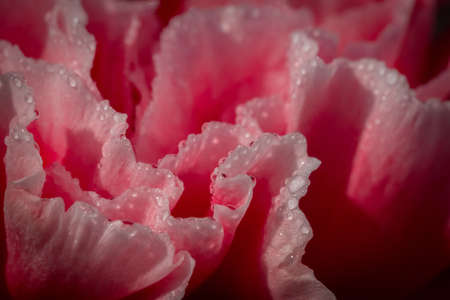 close up of a carnation flower covered in water drops.の写真素材