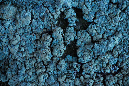 Close up on blue lichen growing on a dark stone surface.の写真素材