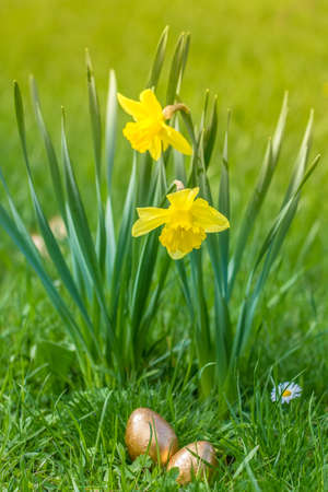 Two narcissi and two golden easter eggs laying in the grass (Narcissus pseudonarcissus)の写真素材