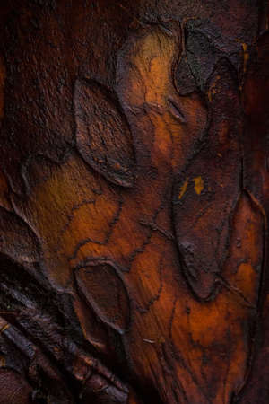 Close up on tree bark with golden and black colored texture.