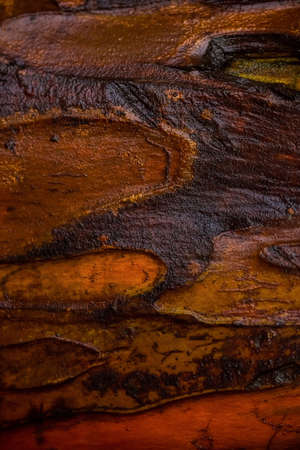 Close up on tree bark with golden and black colored texture.
