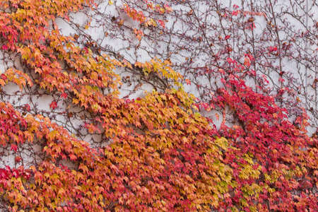 Red, green and orange leaves of parthenocissus tricuspidata veitchii growing on the facade of a biulding. Also called boston ivy, grape ivy, japanese creeper or japanese ivy.の写真素材